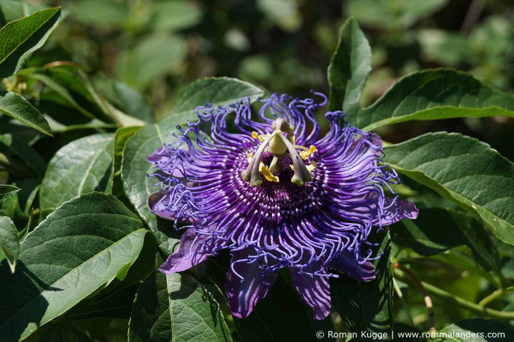 Botanischer Garten Giardini della Mortella Ischia (3)