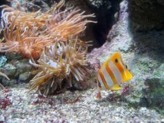 Sea Life Rom Aquarium